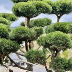 Borovica horská (Pinus mugo) ´GNOM´, výška: 150+ cm, kont. C500L - BONSAJ - VZÁCNY A JEDINEČNÝ EXEMPLÁR